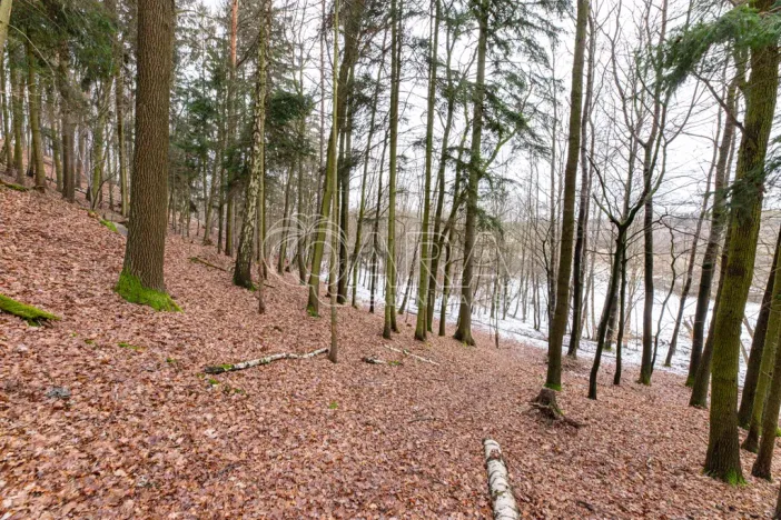 Prodej lesa, Velké Popovice, 19731 m2