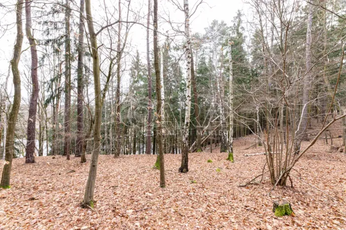 Prodej lesa, Velké Popovice, 19731 m2