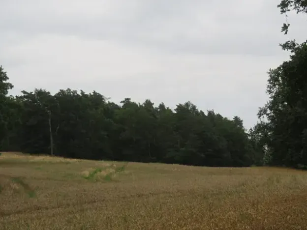 Dražba lesa, Zhoř, 23907 m2