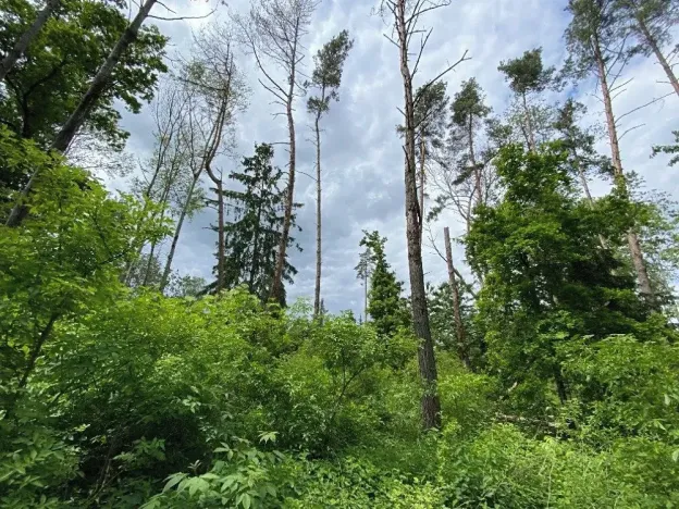 Prodej lesa, Blížejov, 12274 m2