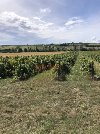 Prodej sadu/vinice, Sedlec, 11641 m2