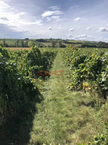 Prodej sadu/vinice, Sedlec, 11641 m2