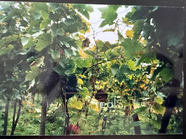 Prodej pozemku, Mutěnice, 2669 m2