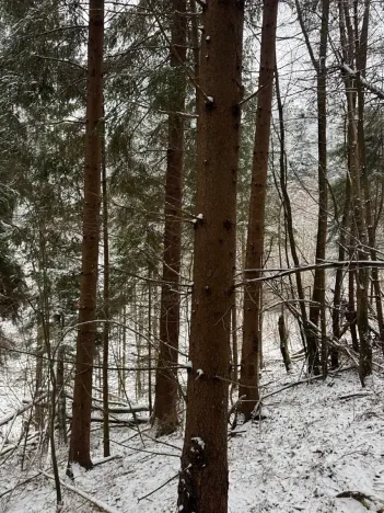 Prodej lesa, Janová, 7449 m2