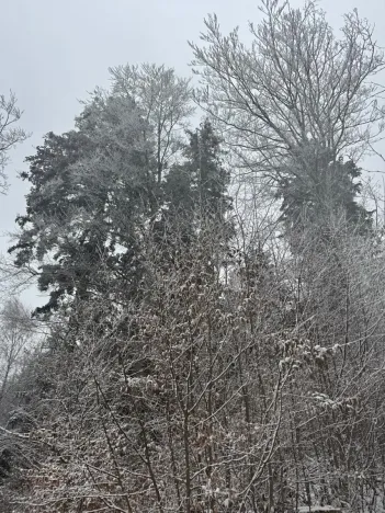 Prodej lesa, Janová, 7449 m2