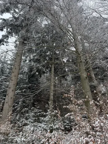 Prodej lesa, Janová, 7449 m2