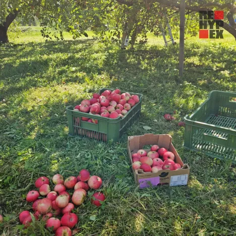 Pronájem zahrady, Turnov, Zámecká, 1962 m2