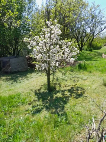 Pronájem zahrady, Běloky, 376 m2