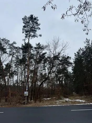 Prodej podílu lesa, Černěves, 9239 m2