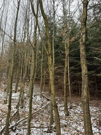 Prodej lesa, Lutonina, 18019 m2