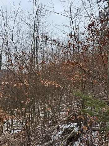 Prodej lesa, Lutonina, 18019 m2