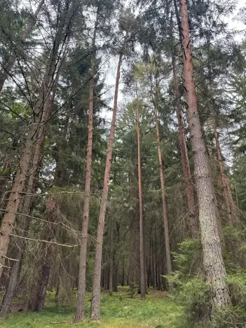 Prodej podílu lesa, Ledenice, 2894 m2