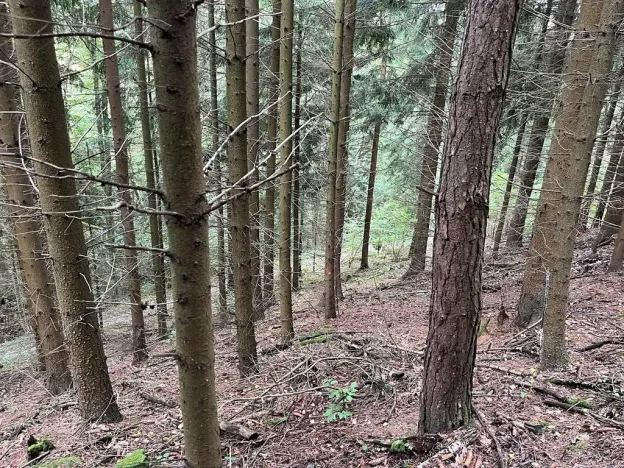 Dražba lesa, Záhoří, 3816 m2