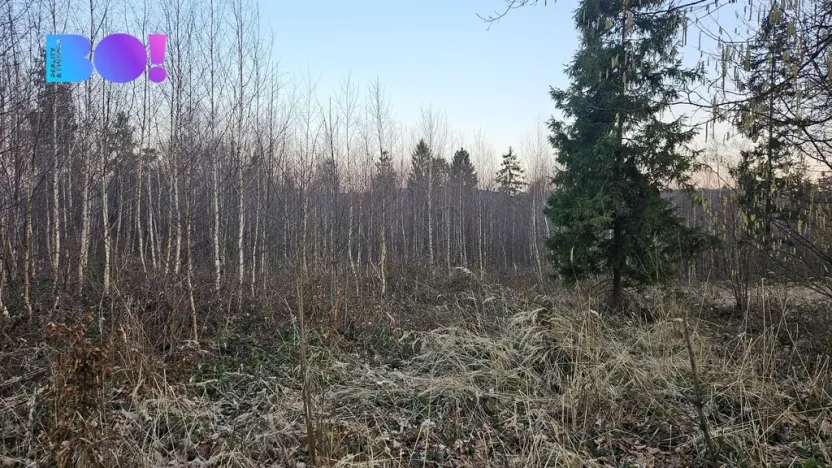 Prodej lesa, Rybí, 55558 m2