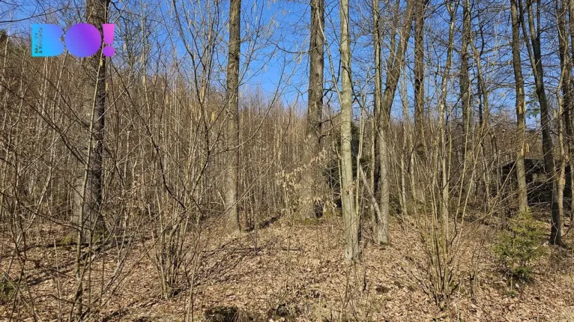 Prodej lesa, Rybí, 55558 m2