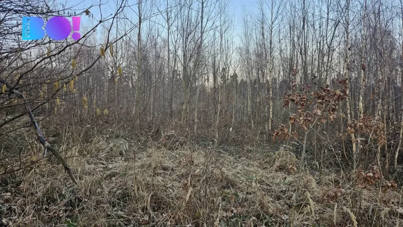 Prodej lesa, Rybí, 55558 m2