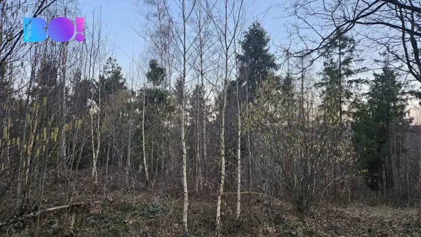 Prodej lesa, Rybí, 55558 m2