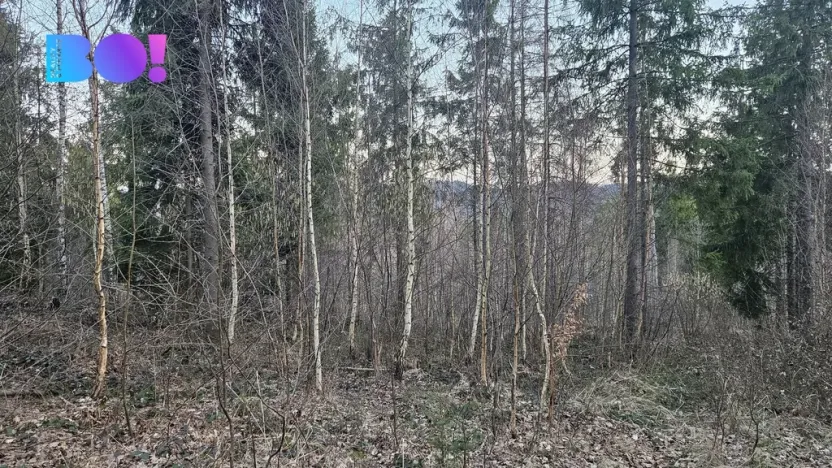 Prodej lesa, Rybí, 55558 m2