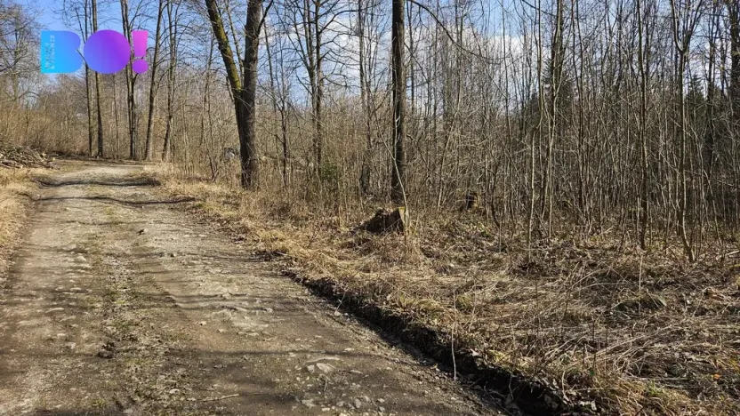 Prodej lesa, Rybí, 55558 m2