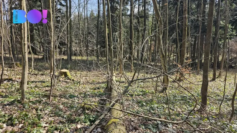 Prodej lesa, Rybí, 55558 m2