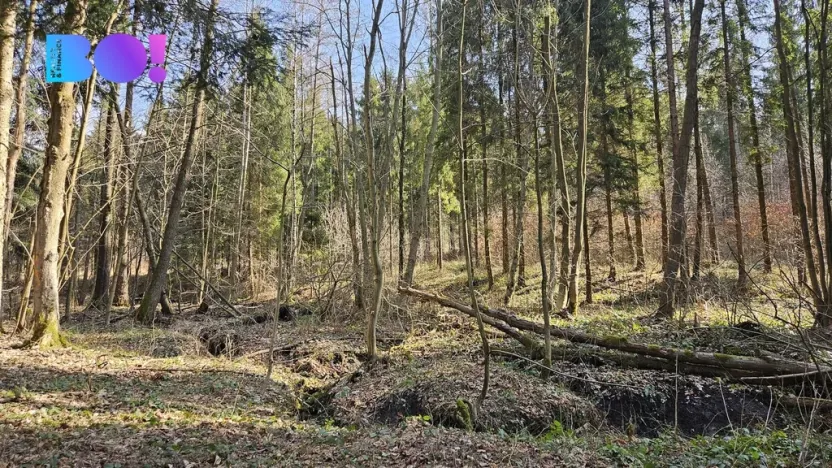 Prodej lesa, Rybí, 55558 m2