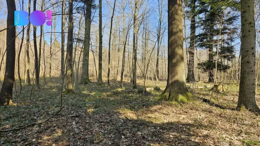 Prodej lesa, Rybí, 55558 m2