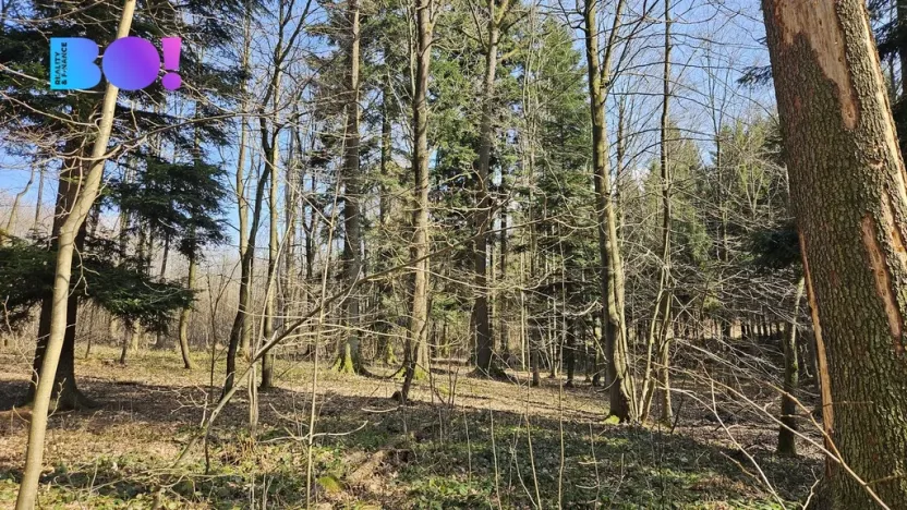 Prodej lesa, Rybí, 55558 m2