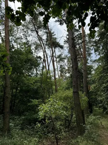 Prodej podílu lesa, Kojice, 4203 m2