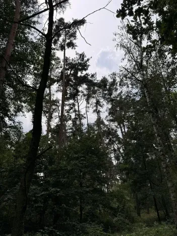 Prodej podílu lesa, Kojice, 4203 m2