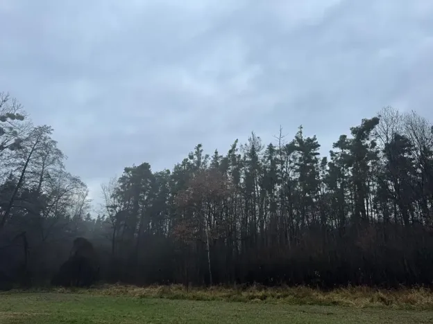 Prodej podílu lesa, Břehy, 1092 m2