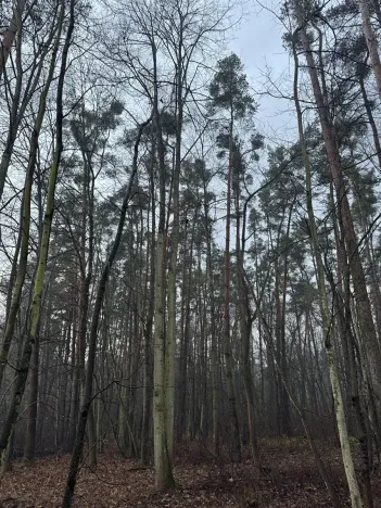 Prodej podílu lesa, Břehy, 1092 m2