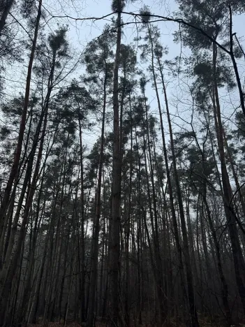 Prodej podílu lesa, Břehy, 1092 m2