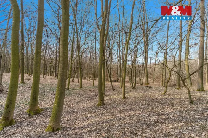 Prodej lesa, Slatiny, 6169 m2