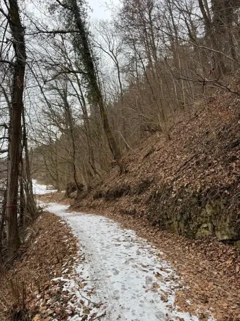 Prodej lesa, Zlatá Koruna, 2337 m2