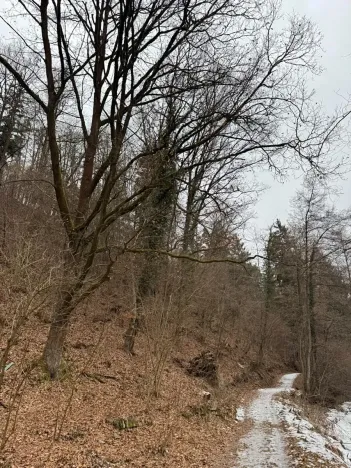 Prodej lesa, Zlatá Koruna, 2337 m2