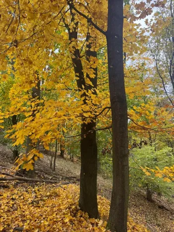 Prodej lesa, Přísečná, 15088 m2