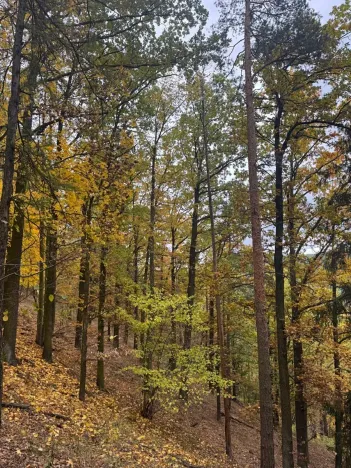 Prodej lesa, Přísečná, 15088 m2