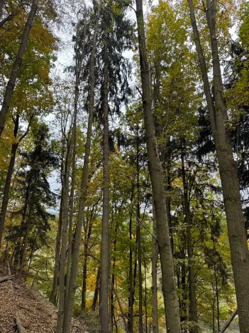 Prodej lesa, Přísečná, 15088 m2