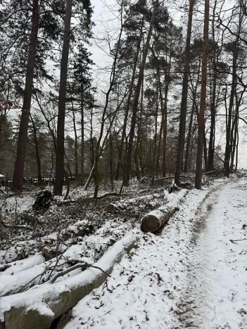 Prodej lesa, Stříbrnice, 2595 m2