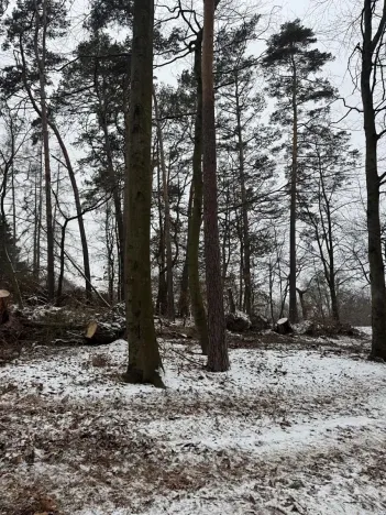 Prodej lesa, Stříbrnice, 2595 m2