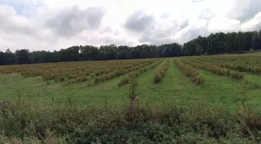 Prodej sadu/vinice, Chelčice, 88749 m2