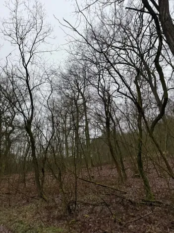 Prodej lesa, Libotenice, 17863 m2