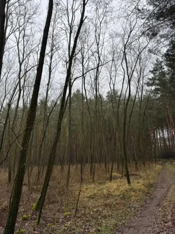 Prodej lesa, Libotenice, 17863 m2