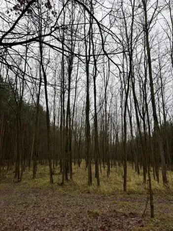 Prodej lesa, Libotenice, 17863 m2