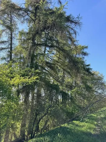 Prodej lesa, Žďárek, 11675 m2