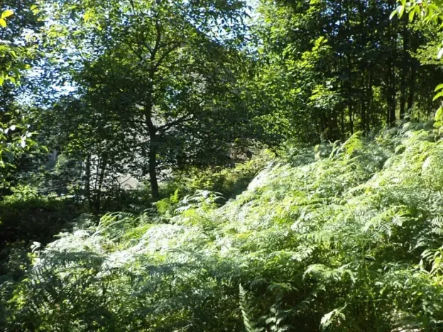 Dražba louky, Děčín, 675 m2