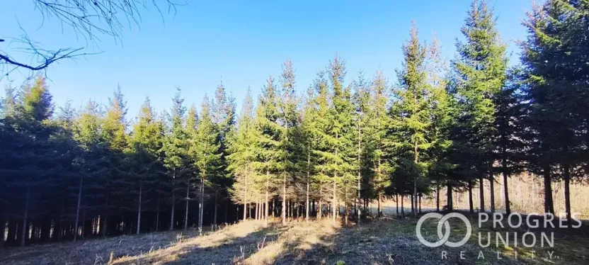 Prodej lesa, Lhota u Vsetína, 3762 m2