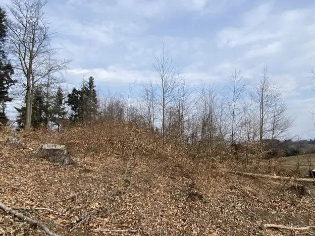 Prodej lesa, Zborov, 9290 m2