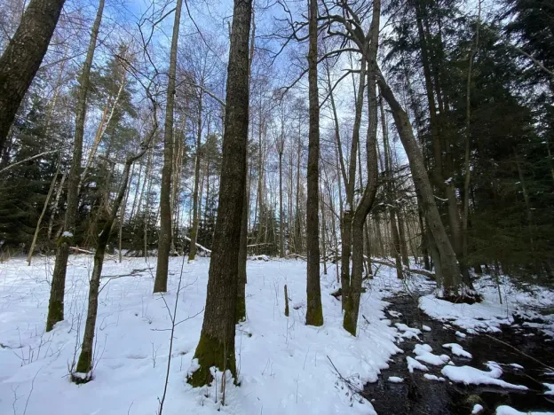 Prodej lesa, Volfířov - Brandlín, 3892 m2