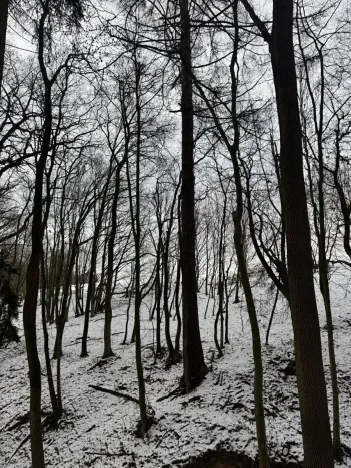 Prodej lesa, Vyškov, 1783 m2